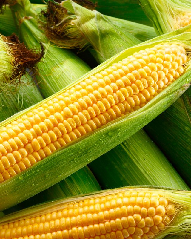 PO-Reg-Corn x24ears