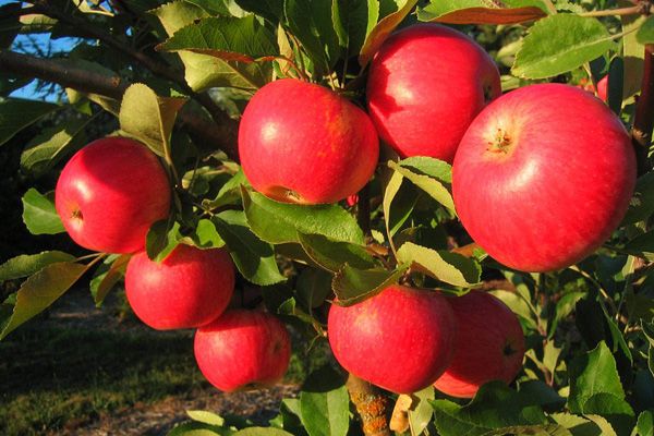 PO-Org-Apples-Akane x38lbs