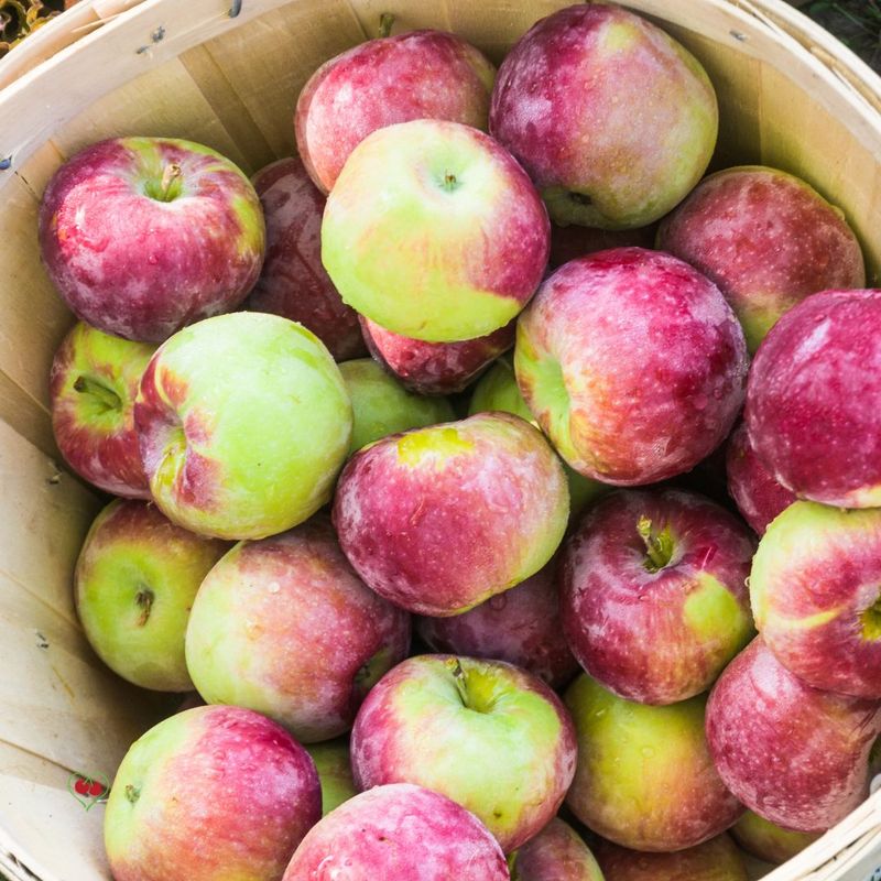 PO-Org-Apples-Mac x20lbs