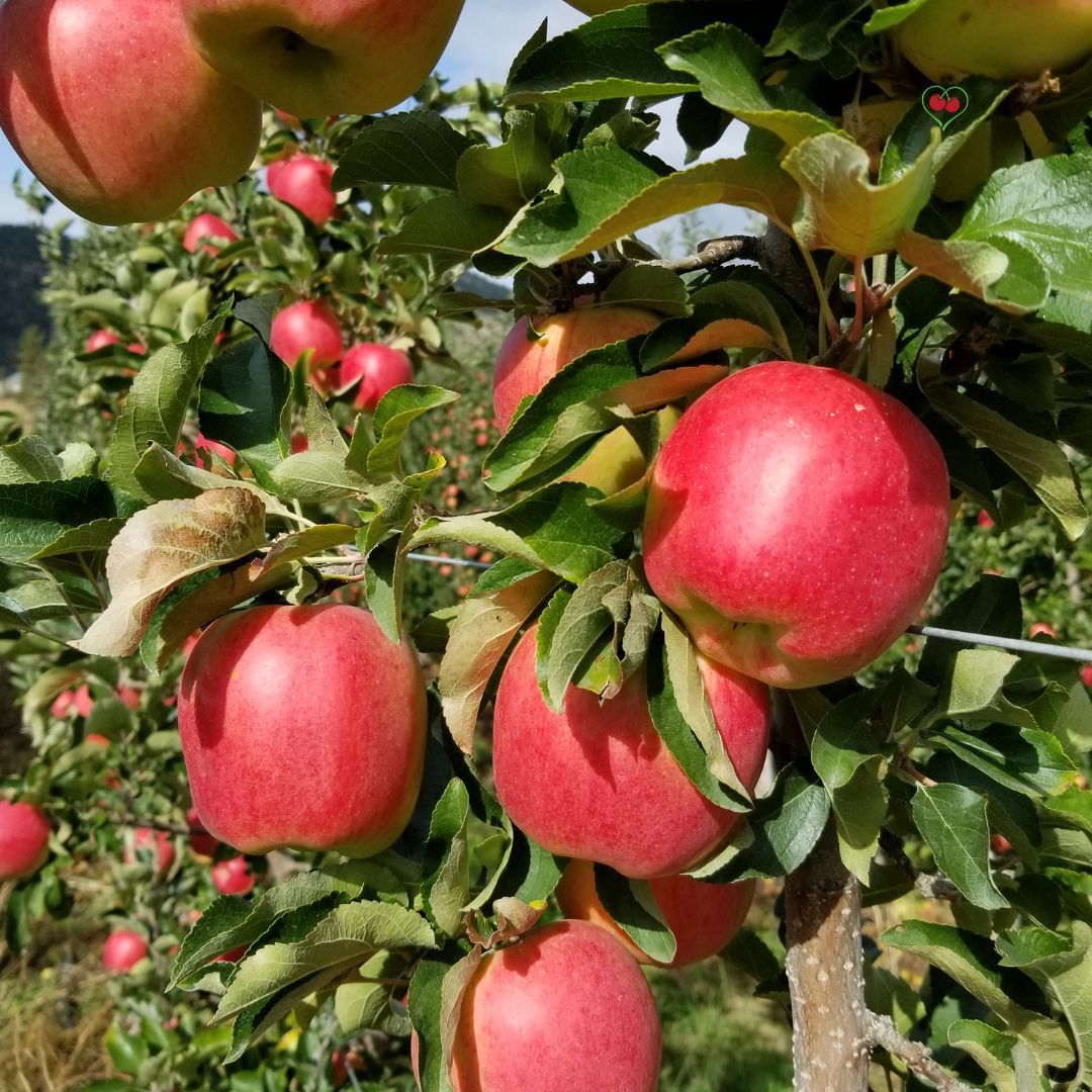 PO-Reg-Apples-Ambrosia x40lbs