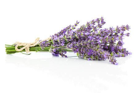 Lovely Lavender - Small (4 oz)