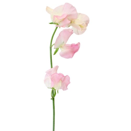 Scrumptious Sweet Pea - Large (8 oz)
