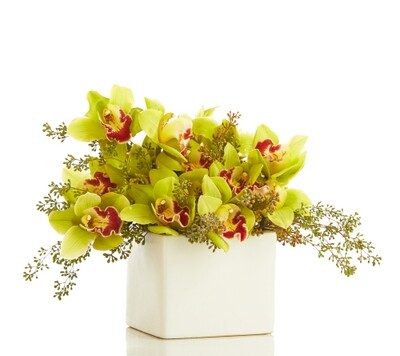 Organic Cymbidium Orchid