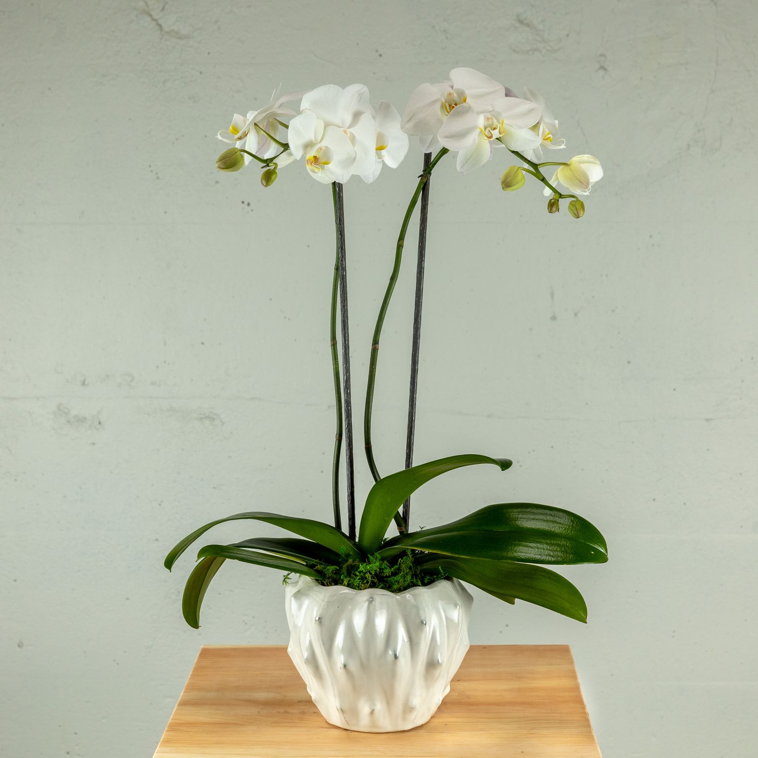 Classic Phalaenopsis Orchid Plant