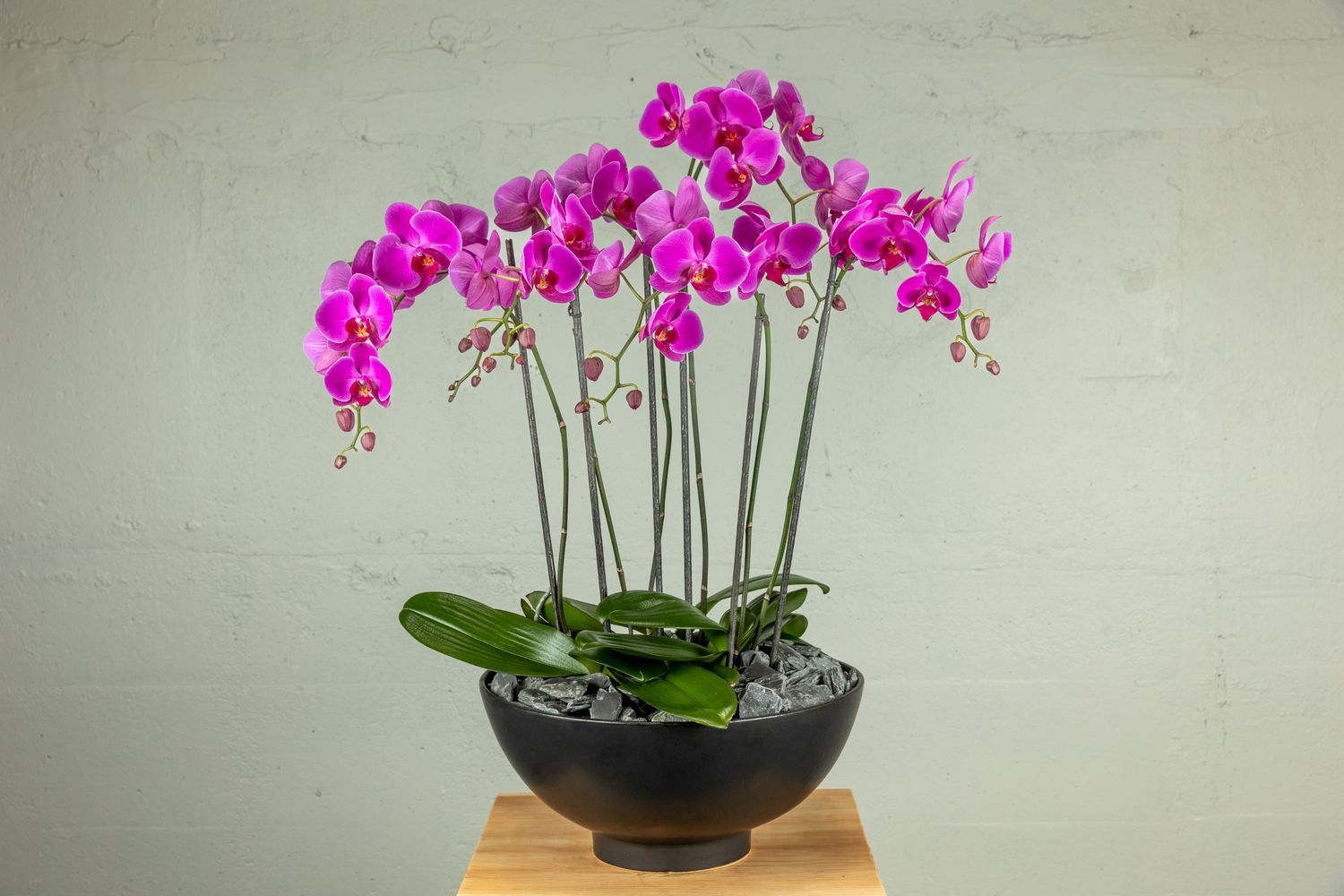 Luxe Phalaenopsis Orchid Garden