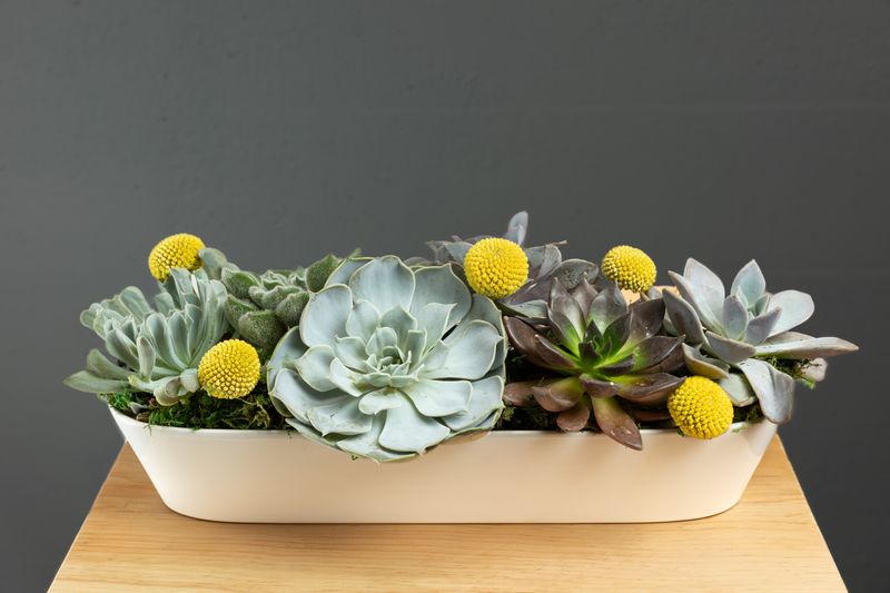 Succulent Garden