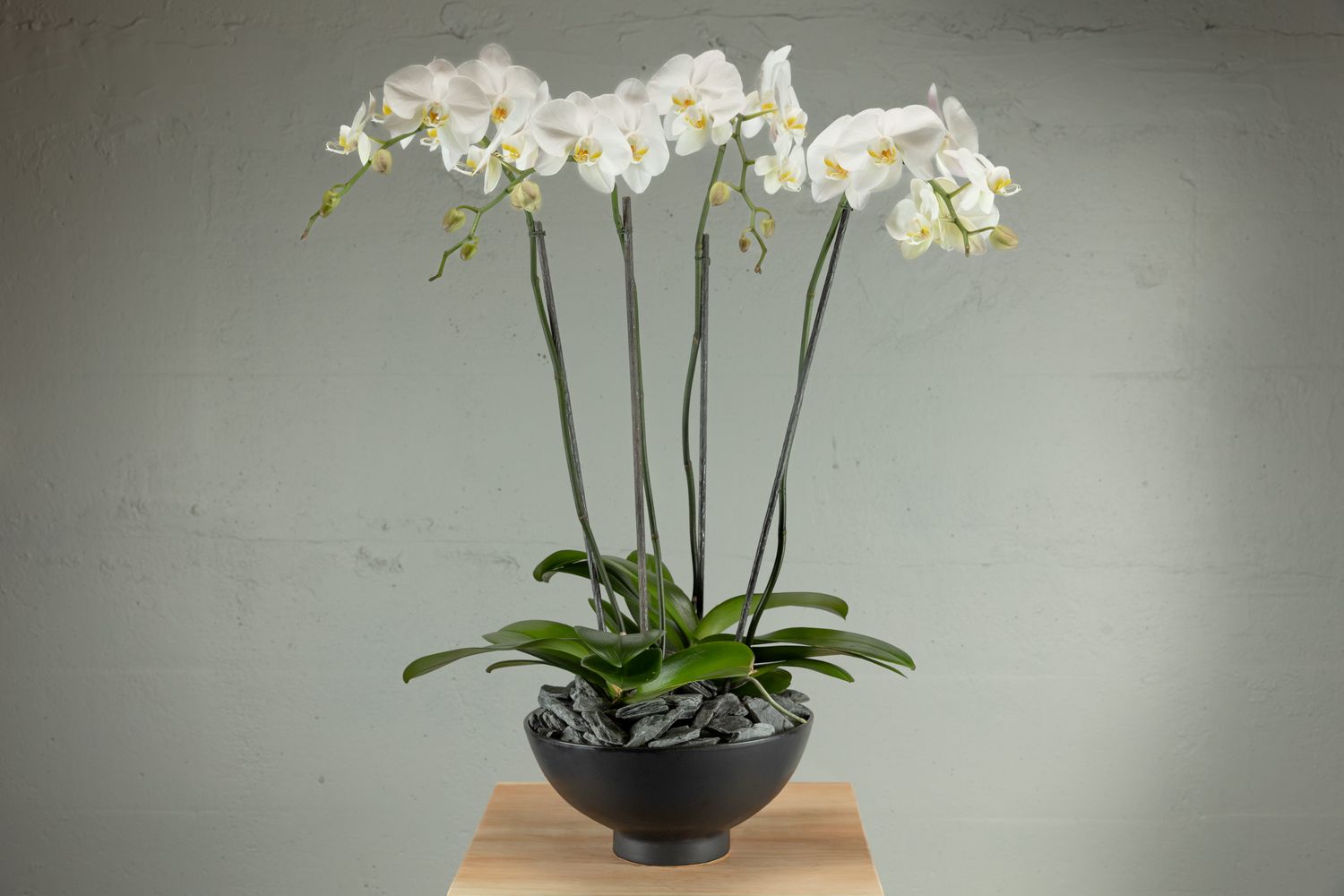 Double Phalaenopsis Orchid Garden