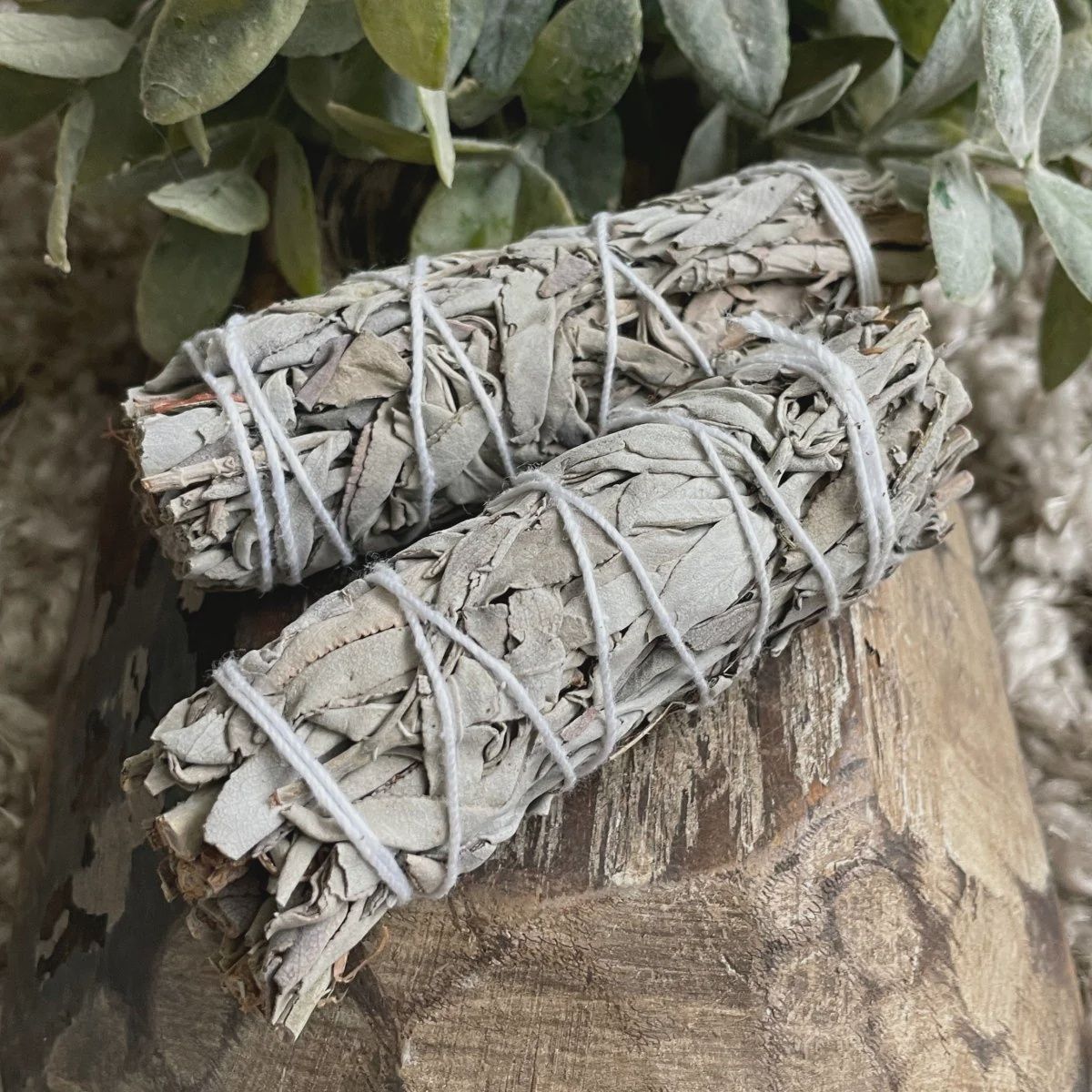 White Sage 4 in Smudging Stick, Colour: White Sage