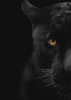 Black Panther 40x60 Glass Tempered Art
