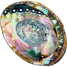 Abalone Shell Large 6 inch