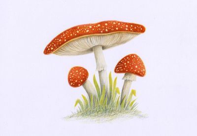 Mushrooms