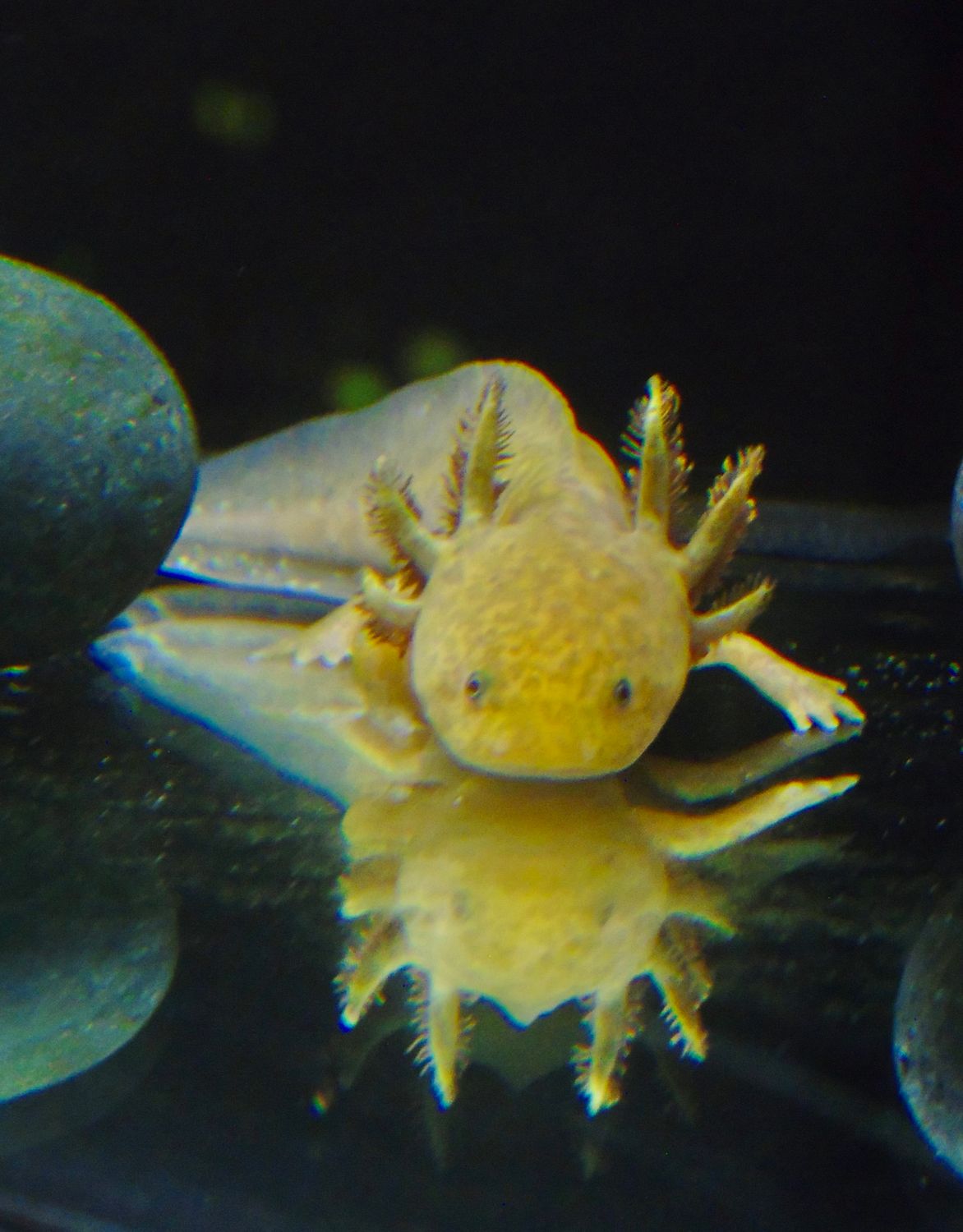 Wild GFP Juvenile 4&quot;