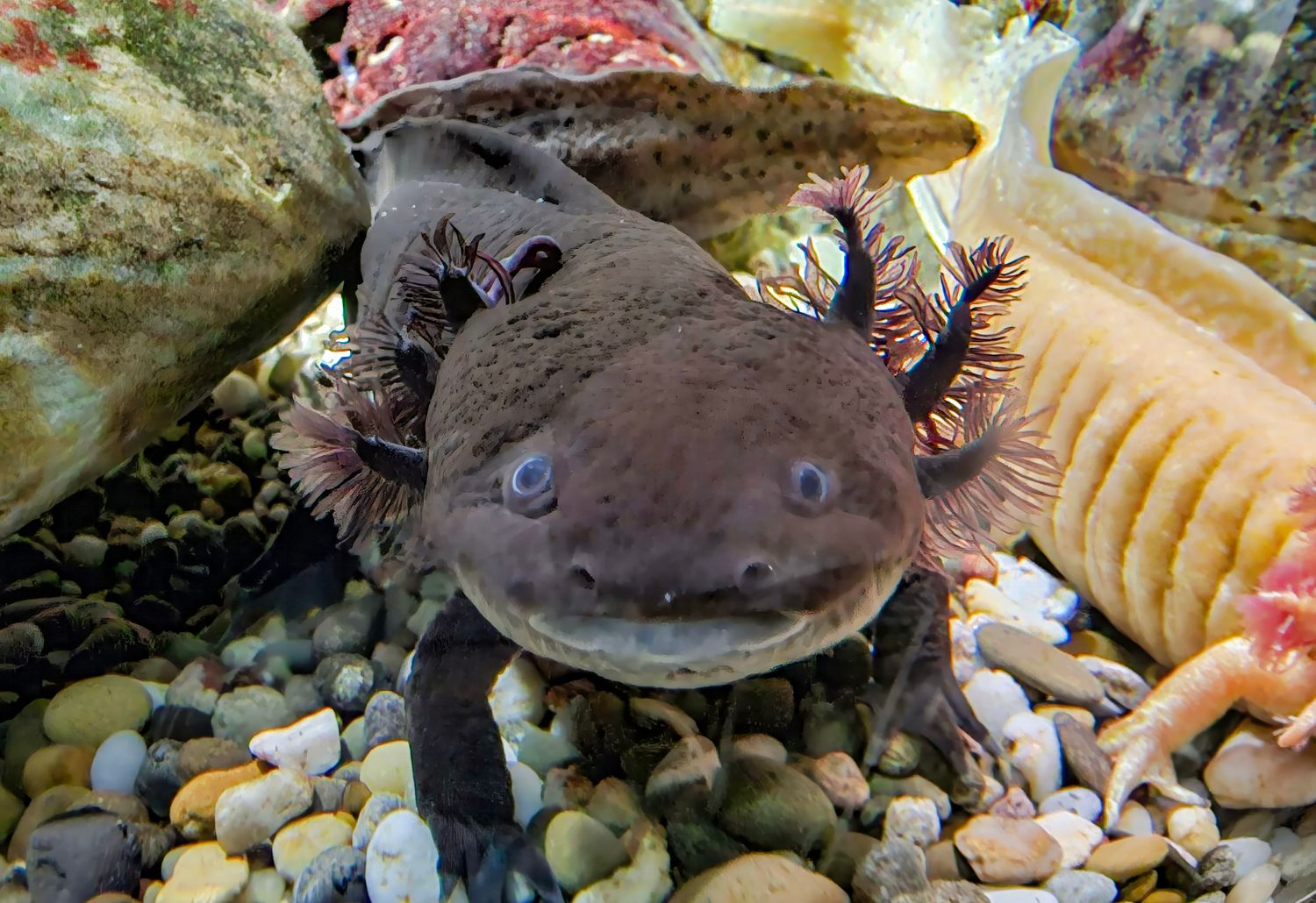 Melanoid  Juvenile 4&quot;