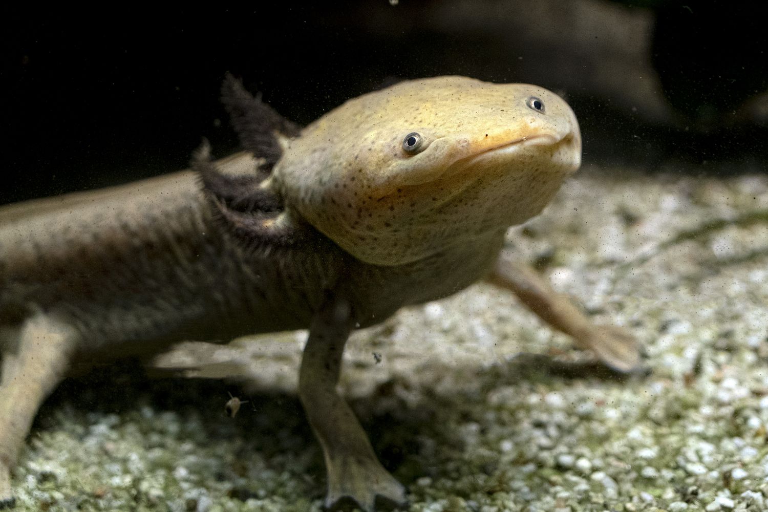 4&quot; Juvenile Copper Axolotl