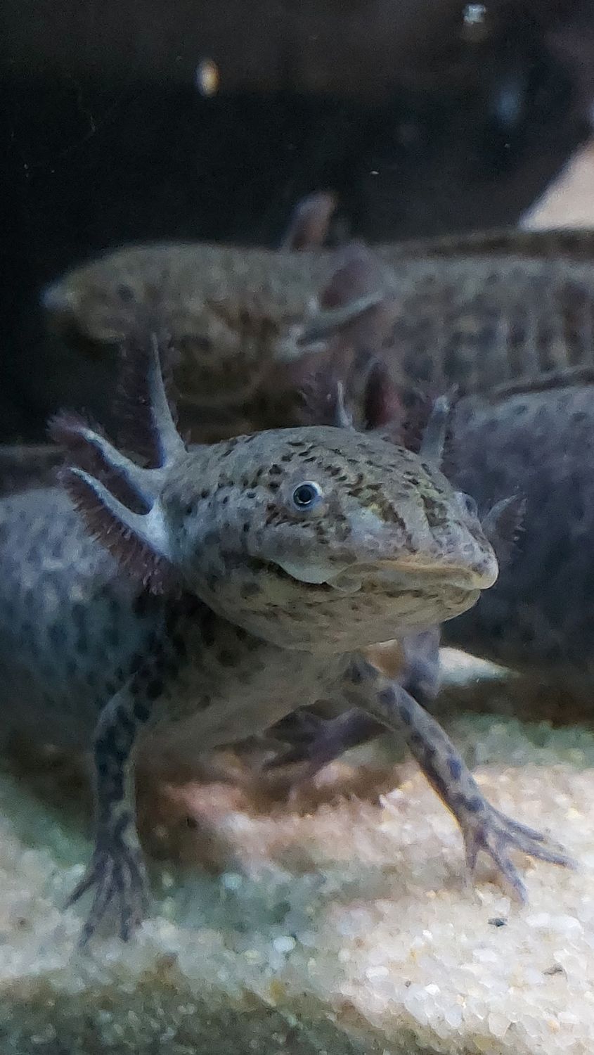Melanoid GFP Type juvenile 4&quot;