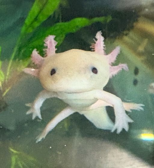 4-5&quot; Juvenile Leucistic Axolotl