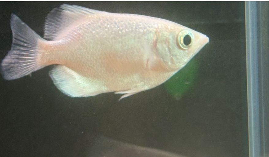 Platinum Burmese Archer