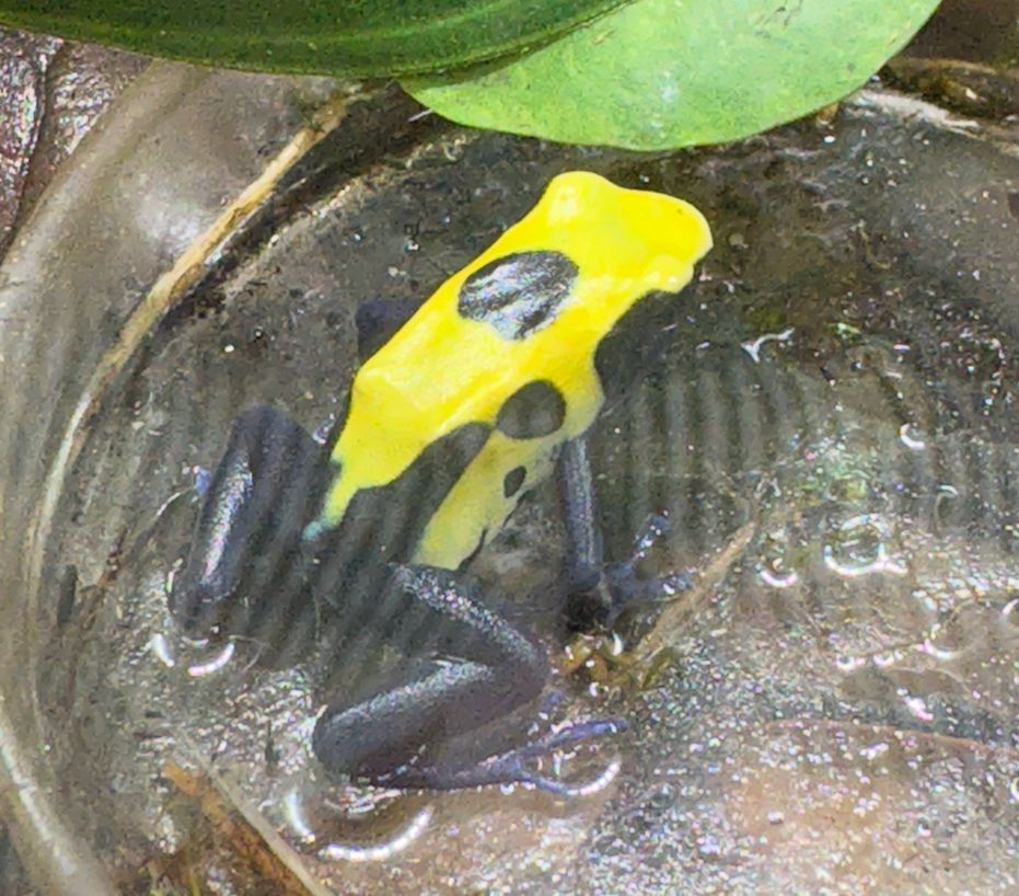 ​The Citronella Poison Dart Frog (Dendrobates leucomelas)