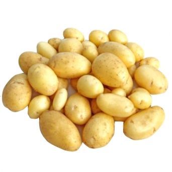 POMME DE TERRE