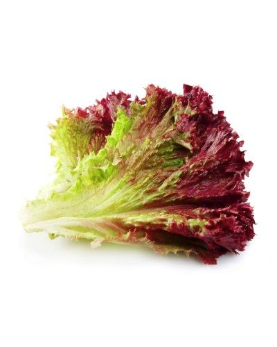 SALADE LOLLO