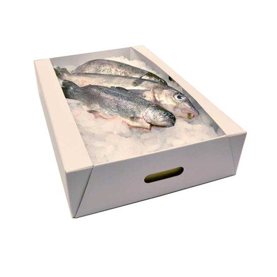 CORVINA 20KG