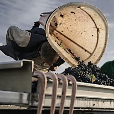 Just arrived:  New 2024 vintage burgundies from Domaine Borgeot