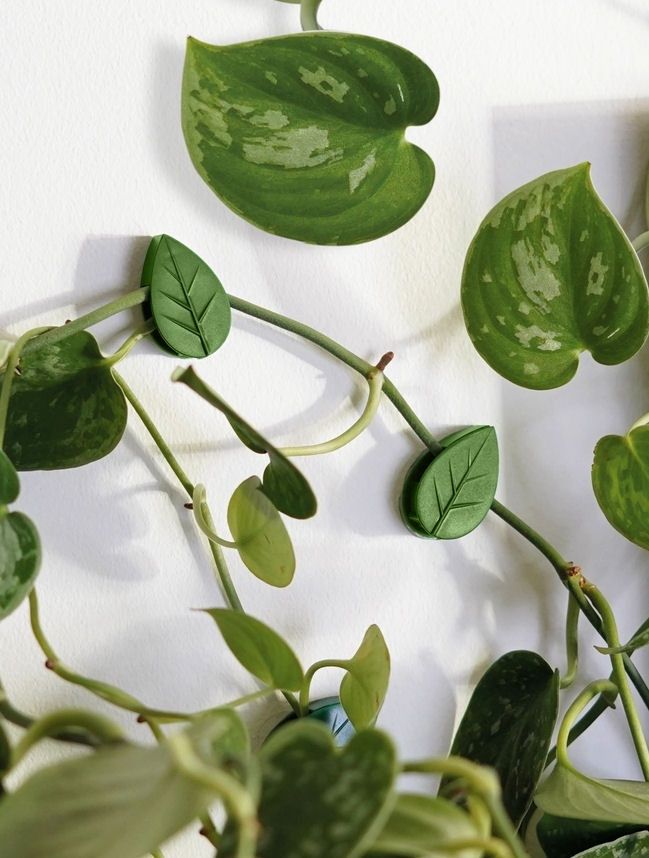 Houseplant Climbing Clips