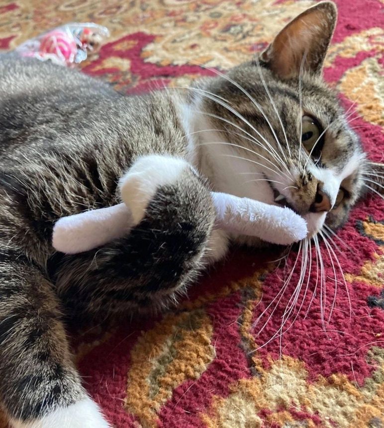 Pre-Roll Catnip Toy Joints