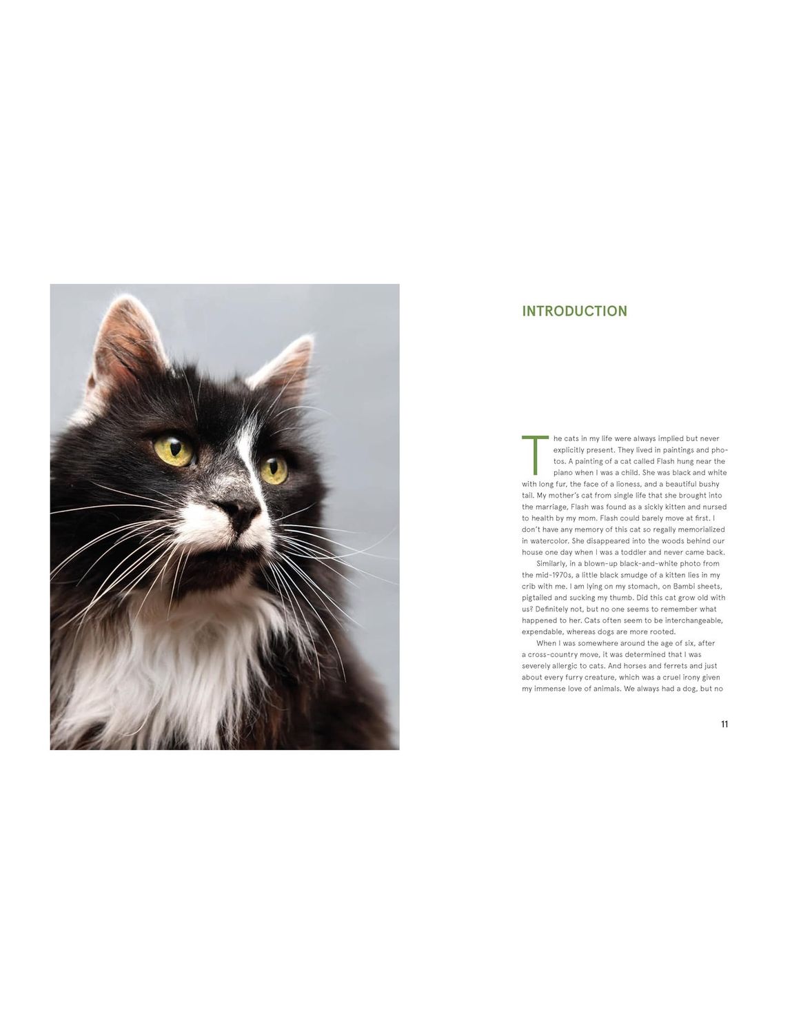 Rescue Cats Hardcover Book