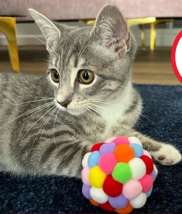 Pom Pom Balls With Bell Set Of Three 3 Cat Toy