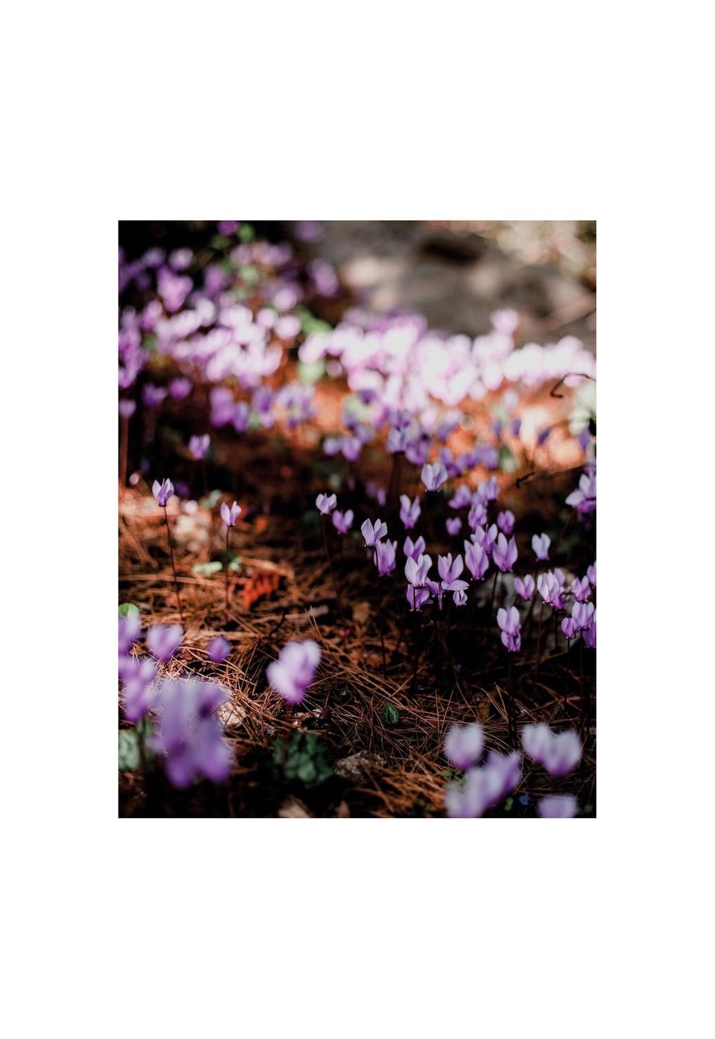Wild Flowers Hardcover Book