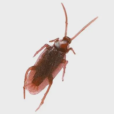 Cockroach