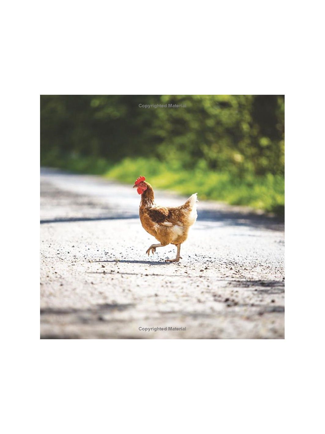 Big Cocks: Hilarious Snaps of Prominent Poultry Hardcover Book
