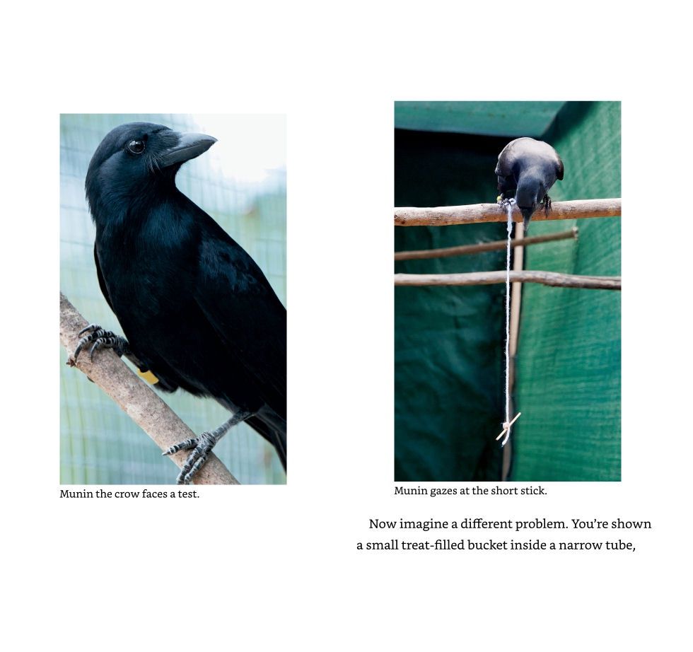 Crow Smarts Paperback Book