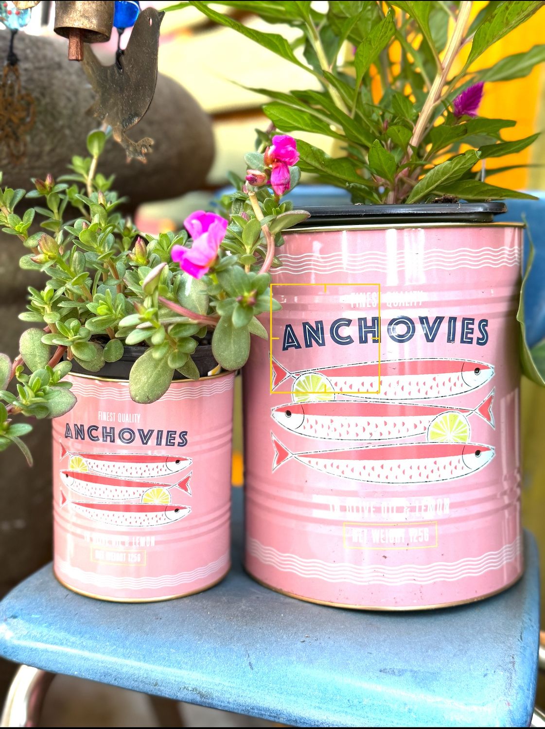Anchovies Fish Medium Storage Tin