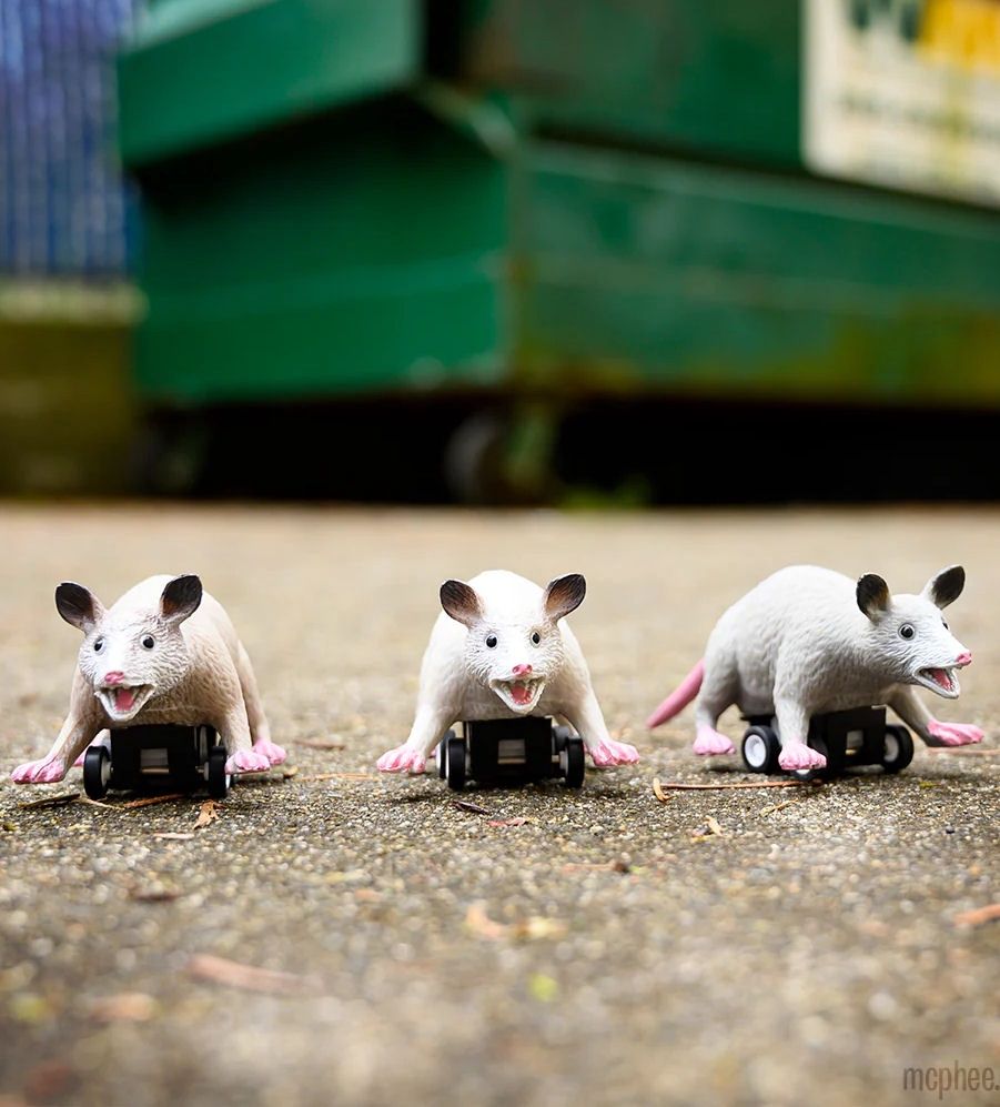 Racing Possum