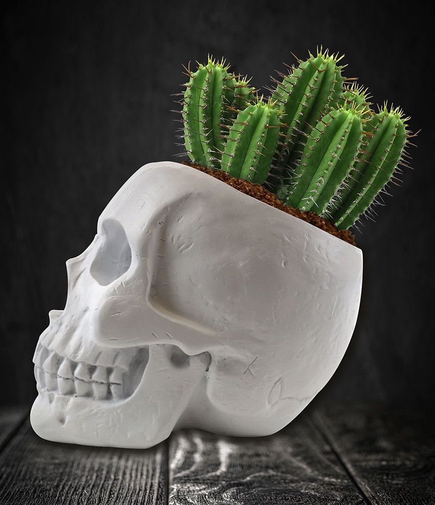 Skull Cactus Grow Kit Planter