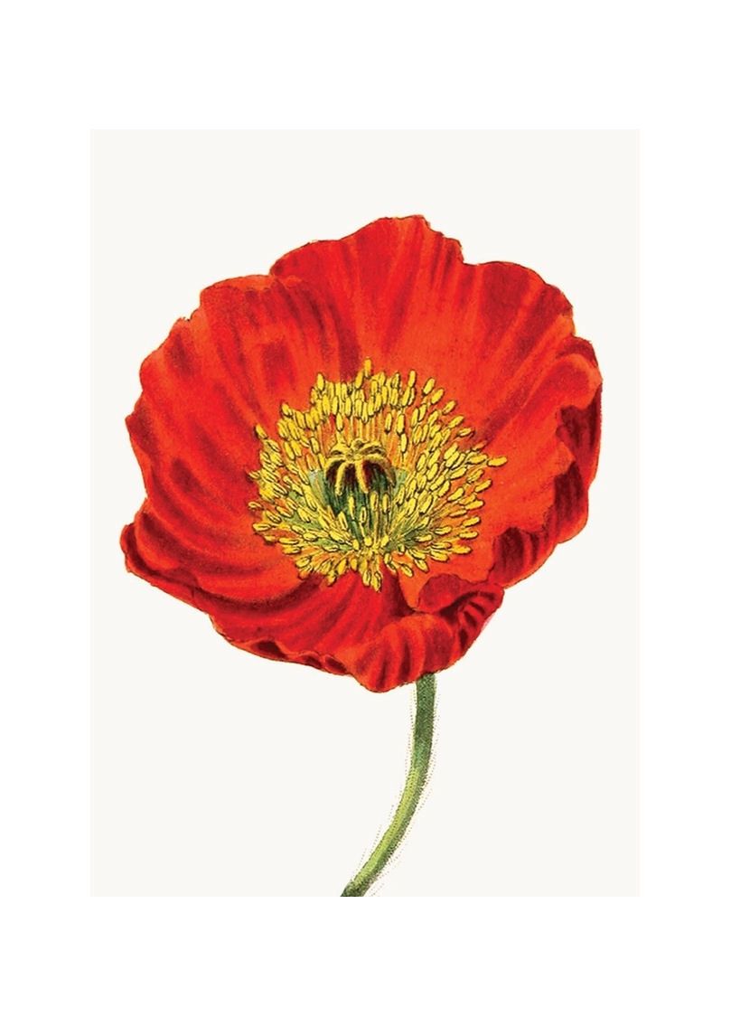 Red Poppy Mini Enclosure Card