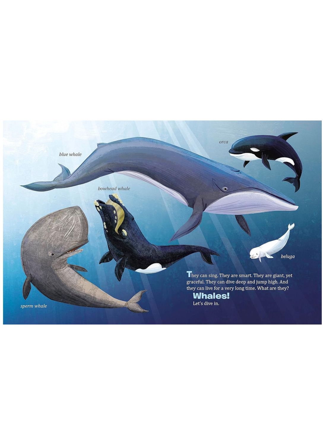 My Little Golden Book About Whales Hardcover Book LGB