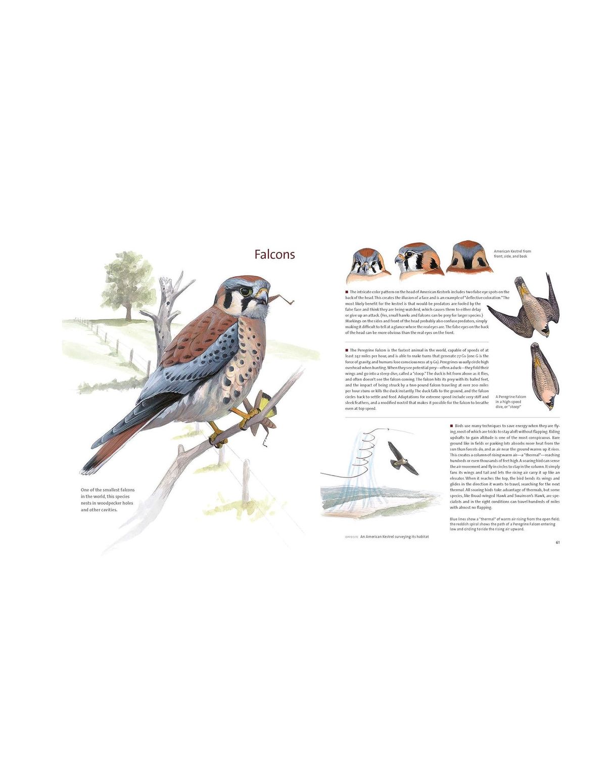 What It’s Like To Be A Bird Hardcover Book