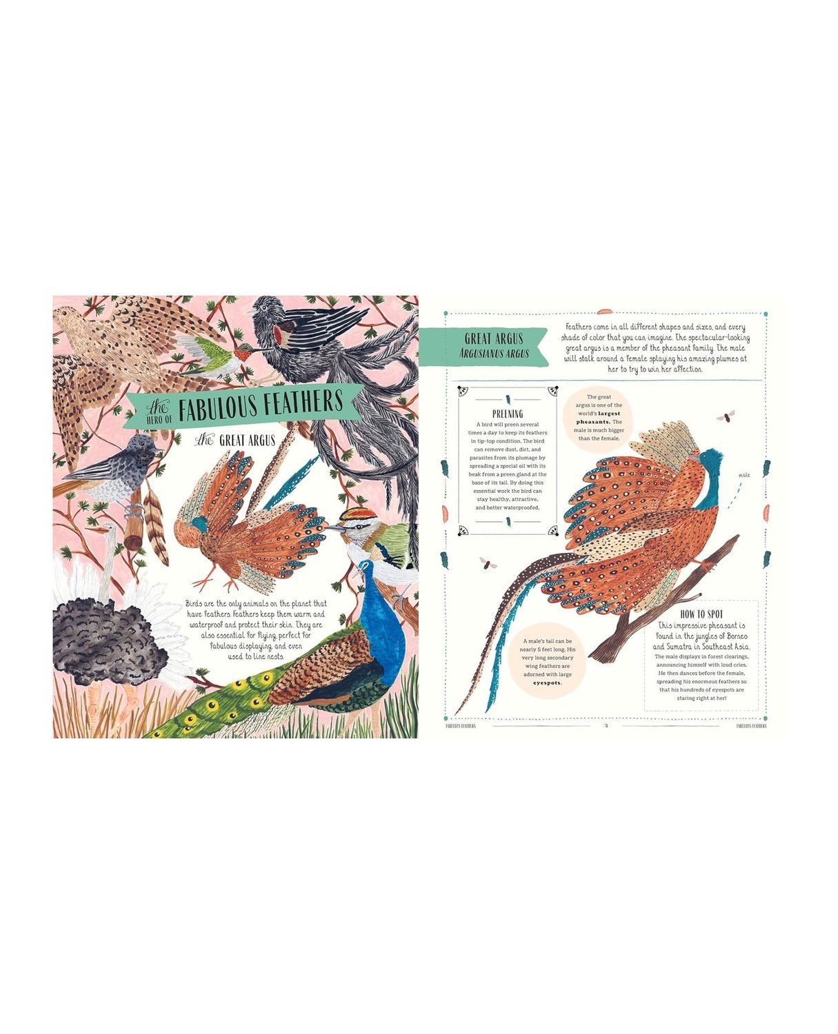 Fly: A Family Guide To Birds And How To Spot Them Hardcover Book