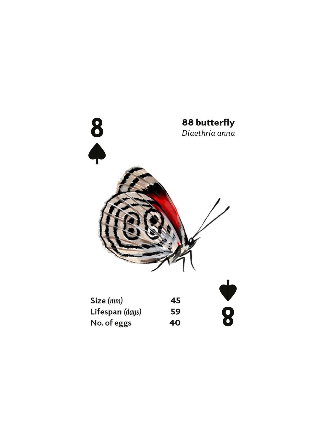 Brilliant Bugs Playing Cards