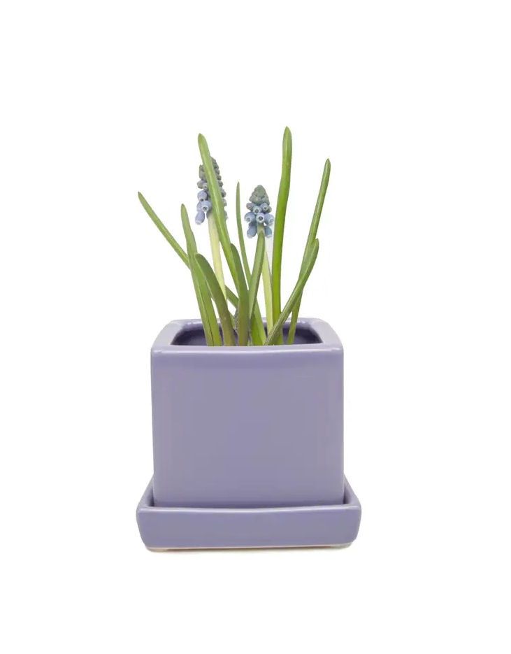 Periwinkle Cube And Saucer Ceramic Pot