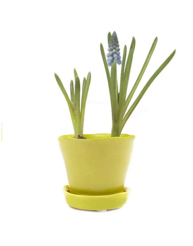 Green Sheen Tika Ceramic Pot And Saucer With Drainage