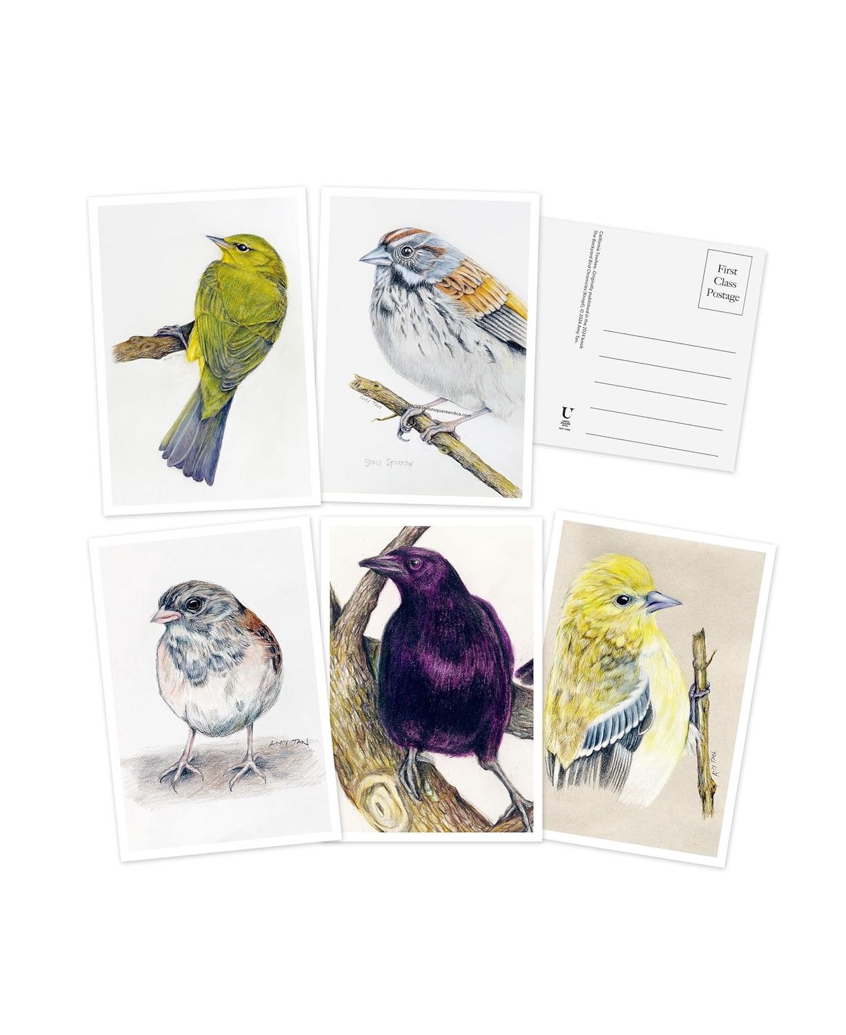 The Backyard Bird Chronicles 50 Postcards