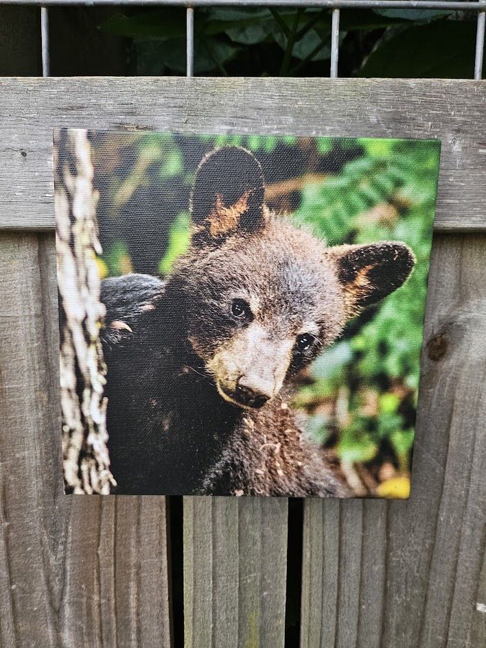Peek-A-Boo Bear Small Canvas