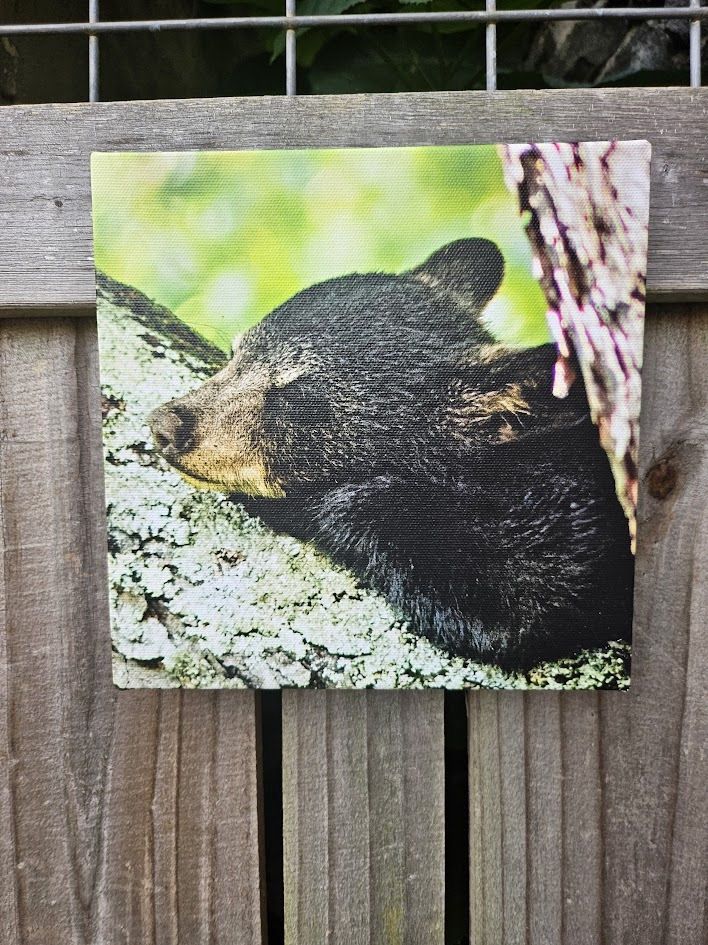 Zonked Out Bear Small Canvas
