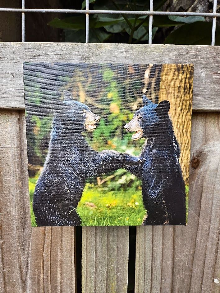 Happy Together Bear Small Canvas