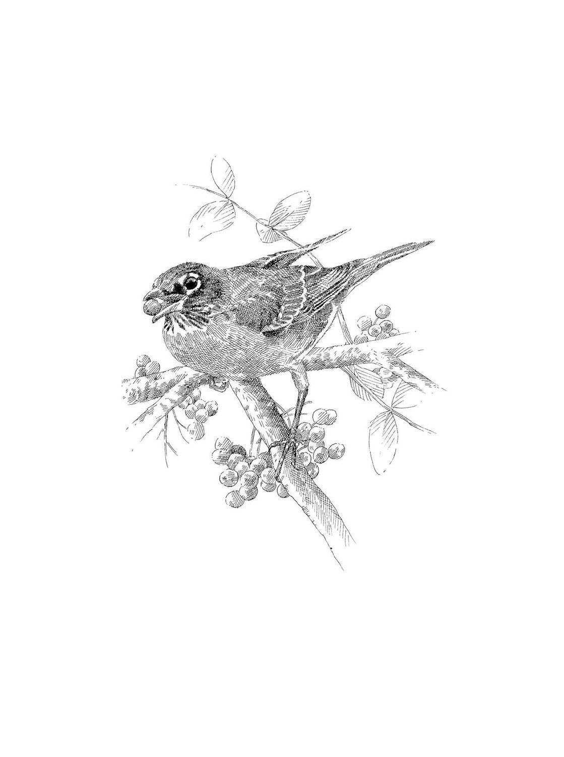 The Serviceberry Hardcover Book