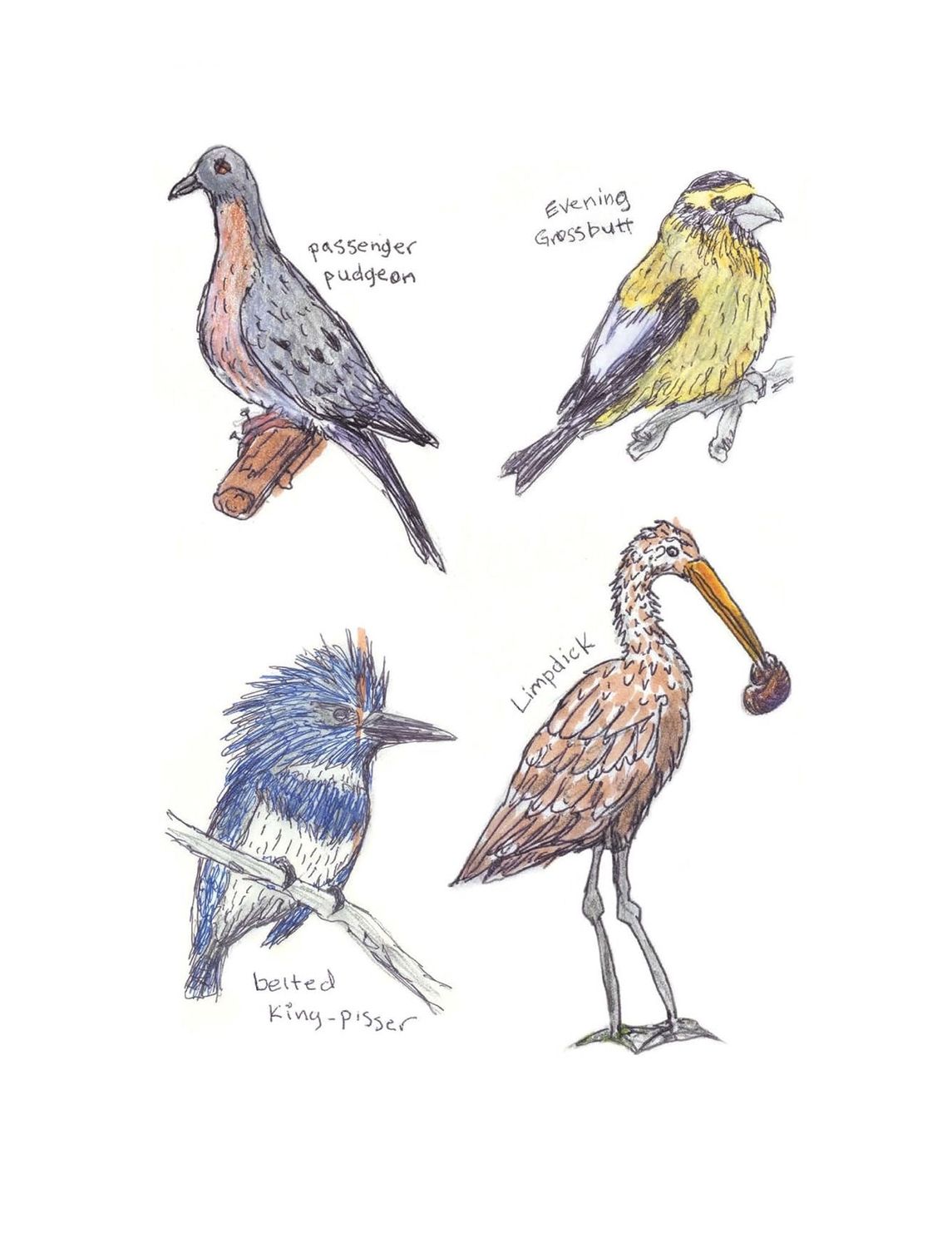 The Field Guide To Dumb Birds Sticker Book